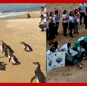 Mais de 70 pinguins reabilitados foram soltos no mar de Florianópolis em 2024