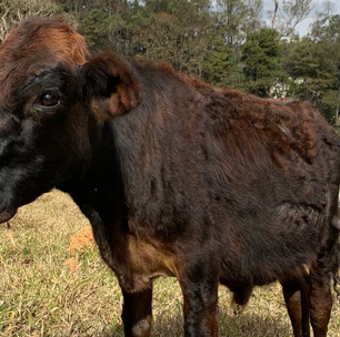 Bezerro é resgatado da mortejogo de jogarfazenda de leite e é adotado por jornalista