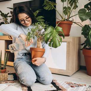 Quais são as melhores plantas naturais para ter dentro de casa ou do apartamento?