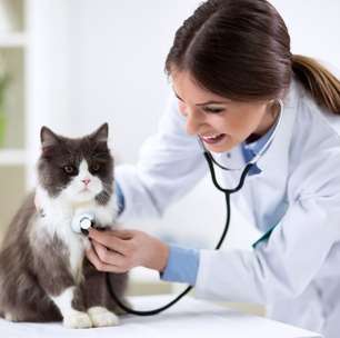 8 especialidades veterinárias e quando procurar cada uma delas