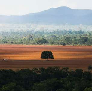 Após cinco anos de aumento, desmatamento no Cerrado tem queda