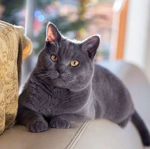 4 características do gato da raça chartreux