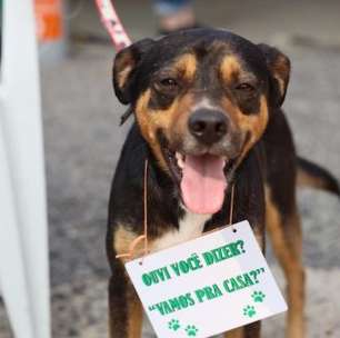 Animais resgatados das enchentes poderão ser adotados na Feira do Livro de Porto Alegre