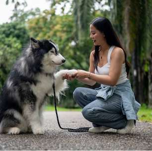 4 dicas para educar os animais de forma positiva