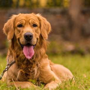 8 raças de cachorros mais carinhosas do mundo