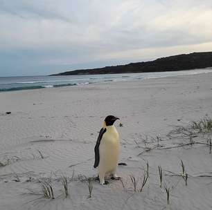 Pinguim-imperador se perde e vai parar na Austrália, a 3.500 km de casa