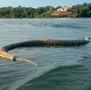 Comerciante esbarra em cobra gigante no Rio Tocantins e susto viraliza