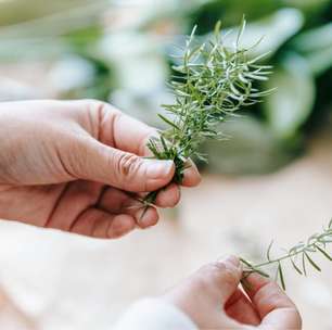 Como plantar alecrim em galhos: é muito simples, mas é preciso escolher a parte certa