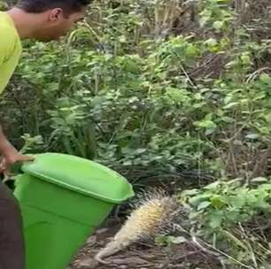 Porco-espinho é resgatado em oficina mecânica em Igaporã