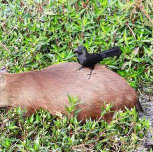 Vírus da raiva matou capivaras no litoral de SP