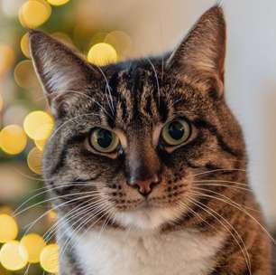 Quer montar sua árvore de natal mas tem um gatinho em casa? Veja três dicas