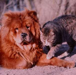 Seu gato ou cachorro está acima do peso? Veja o que fazer para mudar este cenário