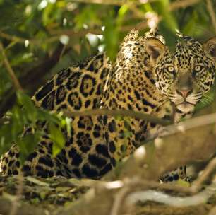 Símbolo de nota e 'quase ameaçado' de extinção: conheça o maior felino das Américas