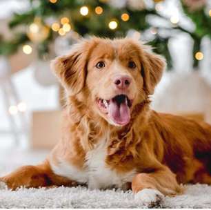 Comidas de fim de ano: saiba o que os pets não podem comer