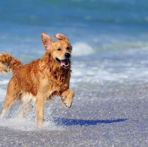 Veja os cuidados necessários com os animais na praia