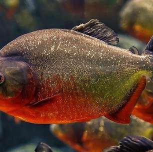 Piranhas atacam jacaré e 'honram' fama de devoradoras