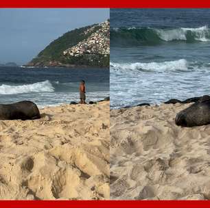 Banhistas flagram lobo-marinho nas areias da Praia de Ipanema