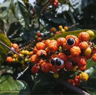 5 benefícios da planta guaraná para a saúde e como usá-la