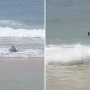 Lobo-marinho Joca volta para o mar após passar dois dias em praia do RJ; veja