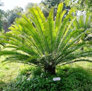 Planta da África do Sul recebe o título de 'mais solitária do mundo'