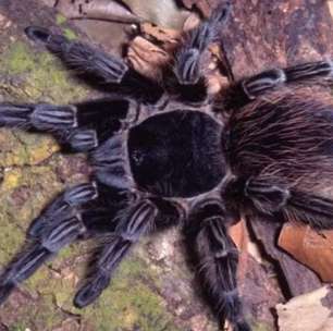 Veneno de aranha brasileira pode fazer diferença na cura do câncer