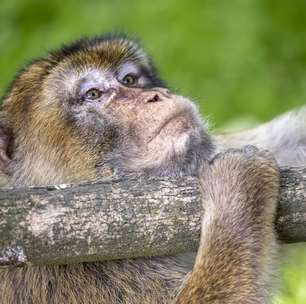 Justiça manda Ibama devolver macaca-prego para tutora que criava animal 'como bebê' no DF