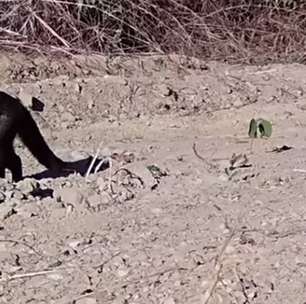 Gato-mourisco, espécie ameaçada de extinção, é resgatadobetano chance dupla 1xConceição do Coité