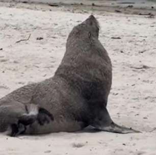 Joca, é você? Lobo-marinho aparece em praia de Niterói e gera suspeitas se é o mesmo que estava em Ipanema