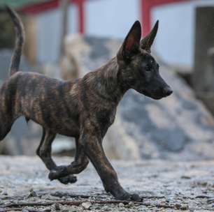 Hope: a nova esperança do Corpo de Bombeiros do Rio