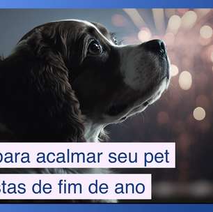 Veterinária dá dicas para acalmar seu pet nas festas de fim de ano