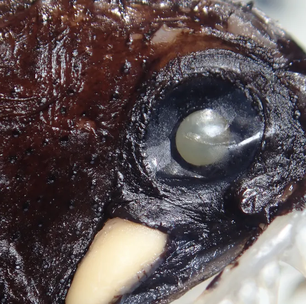 Novas espécies de peixes são descobertas no Brasil; saiba quantas e quais