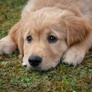 Seu cachorro tem medo de fogos? Veja 5 dicas de experts para ajudá-lo