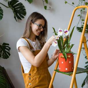 4 dicas valiosas para cuidar das plantas e flores no verão