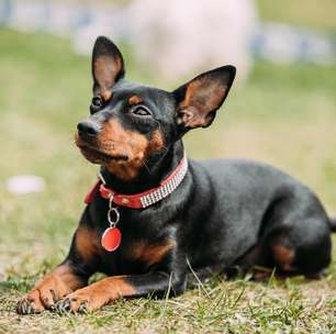 15 raças de cachorro pequeno amáveis e perfeitas para a sua família