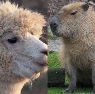 Esses animais conseguem se dar muito bem com os seres humanos