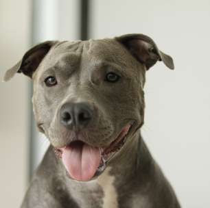 As 7 raças de cachorro mais bravas e de onde vem essa fama