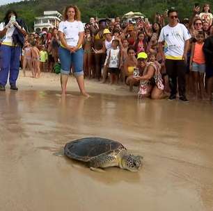 Tartaruga resgatada com linha de pesca no pescoço é solta no mar após reabilitação