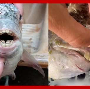 Peixe com dente similar ao humano viraliza após ser pescado no ES