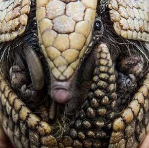 ONG alemã escolhe o tatu como "animal de zoológico do ano"