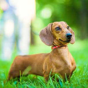 As 7 raças de cachorro mais engraçadas que existem - o último da lista chama atenção por um detalhe curioso