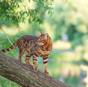 7 gatos domésticos incomuns que são confundidos com animais selvagens