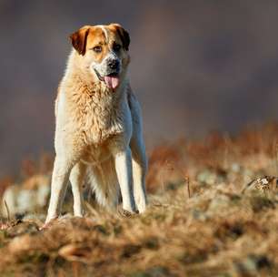 Essas 8 raças de cachorro são conhecidas por terem a mordida mais forte e potente do mundo