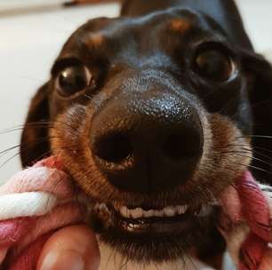 Esses são os melhores brinquedos para cachorro escolhidos por especialistas (os nossos cães)