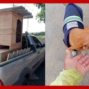 Caminhoneiro constrói e doa casinhas para cachorros e gatos de rua no interior de SP