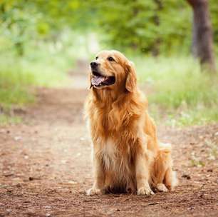 8 raças de cachorro que crescem além da média: conheça cães que ultrapassam os 30 kg