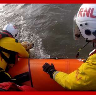 Guarda Costeira do País de Gales resgata Golden Retriever à deriva