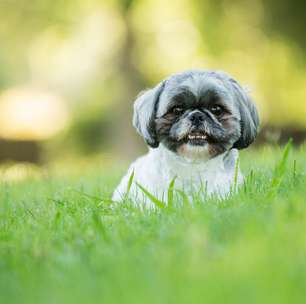 10 raças de cachorro perfeitas para introvertidos: os melhores pets para acompanhar sua rotina tranquila