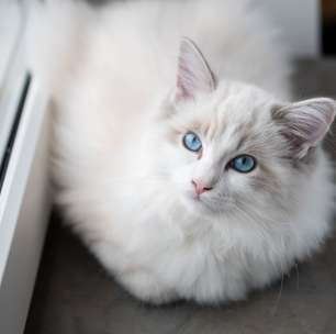As 7 raças de gatos que mais amam conviver com crianças - e os benefícios dessa relação são reveladores