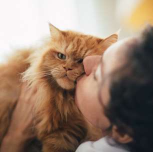As 9 raças de gato mais carinhosas para você que busca um grande companheiro