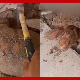 Mulher encontra jabuti vivo embaixo do piso de casa e acredita que ele esteve preso por 10 anos